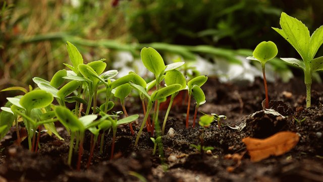 パーマカルチャー